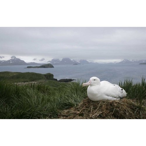 South Georgia Isl, Prion Isl Wandering albatross